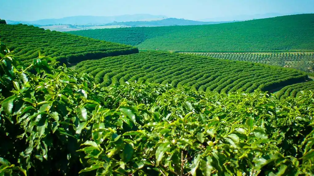 Coffee-plantation-1019x573.png